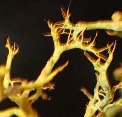 Teloschistes inflatus