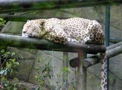 Panthera pardus tulliana