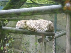 Panthera pardus tulliana