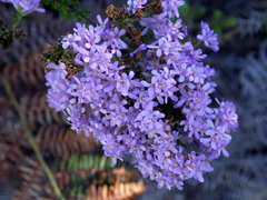 Selago villicaulis