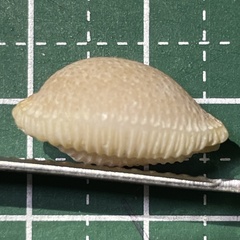 Staphylaea staphylaea