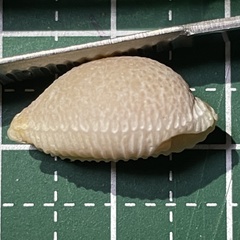 Staphylaea staphylaea