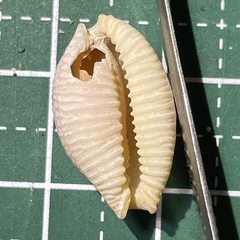 Staphylaea staphylaea