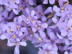 Selago villicaulis