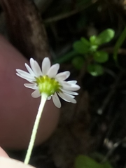 Bellis annua image