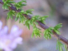 Selago villicaulis