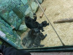 Gorilla gorilla