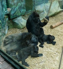 Gorilla gorilla