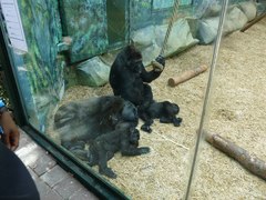Gorilla gorilla