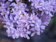 Selago villicaulis