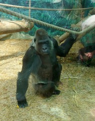 Gorilla gorilla