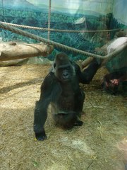 Gorilla gorilla