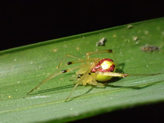 Thwaitesia glabicauda