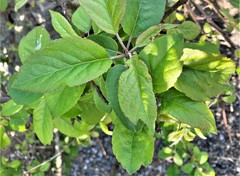 Malus × dawsoniana