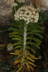 Ozothamnus reticulatus