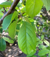 Malus × dawsoniana