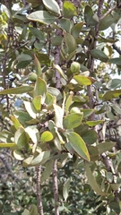 Agelanthus natalitius zeyheri