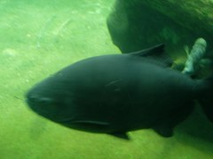 Piaractus brachypomus