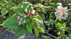 Malus × dawsoniana