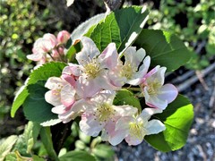 Malus × dawsoniana
