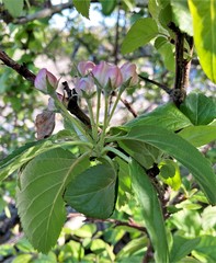 Malus × dawsoniana