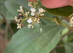 Viburnum sempervirens