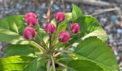 Malus × dawsoniana