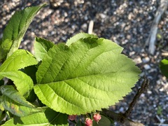 Malus × dawsoniana