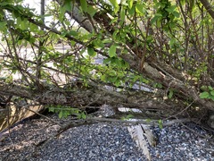 Malus × dawsoniana