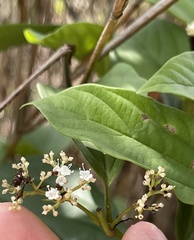 Viburnum sempervirens