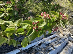 Malus × dawsoniana