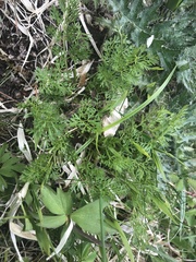 Selinum carvifolia