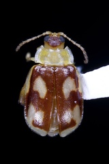Capraita suturalis