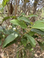 Viburnum sempervirens