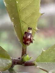 Capraita suturalis