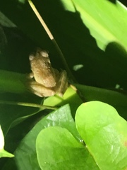 Craugastor fitzingeri