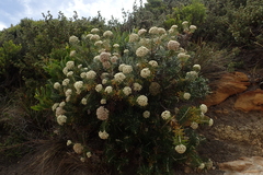 Ozothamnus reticulatus