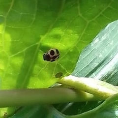 Platynaspis maculosa