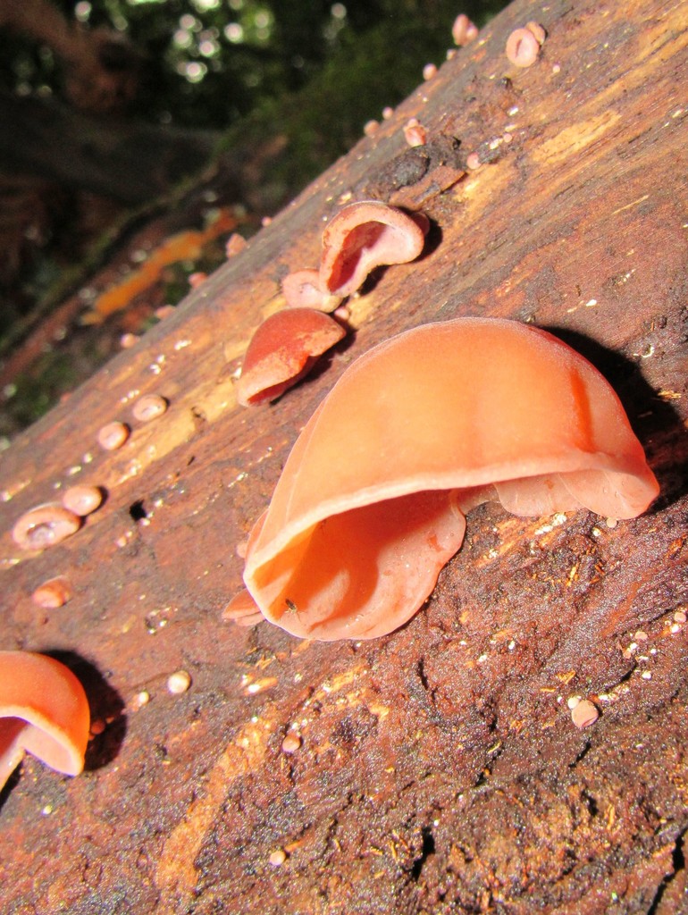 Auricularia fuscosuccinea · January 2018 · photo: © pajeu (iNaturalist, cc0)