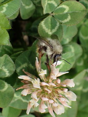 Bombus sonani