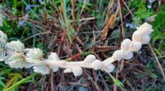 Mimosa lanuginosa