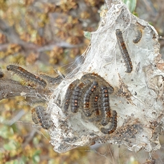 Euproctis chrysorrhoea