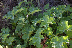 Pelargonium vitifolium