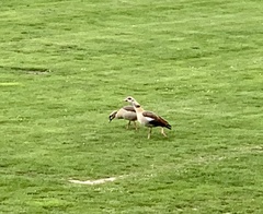 Alopochen aegyptiaca