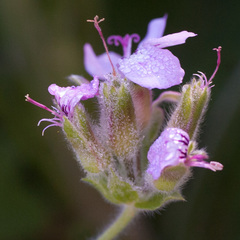 Pelargonium vitifolium