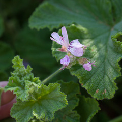 Pelargonium vitifolium