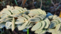 Mimosa lanuginosa