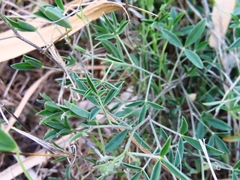 Crotalaria excisa
