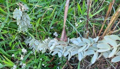 Mimosa lanuginosa