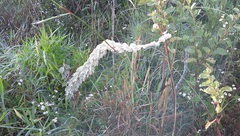 Mimosa lanuginosa